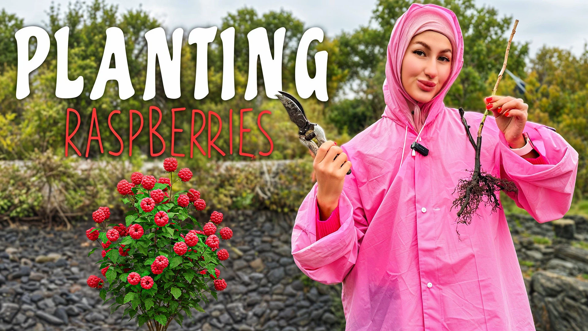 Planting Raspberries