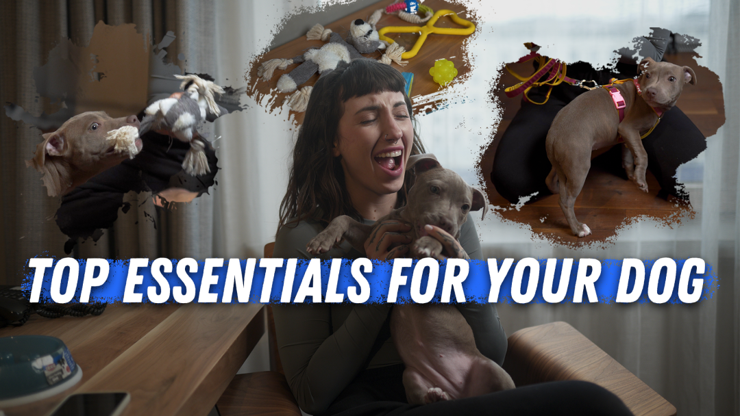 Top Essentials for Your Dog