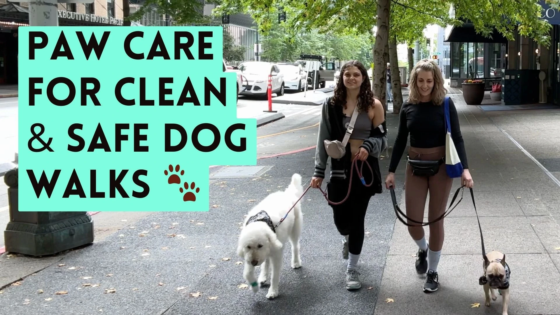 Springtime Paw Care Tips for Safe Walks