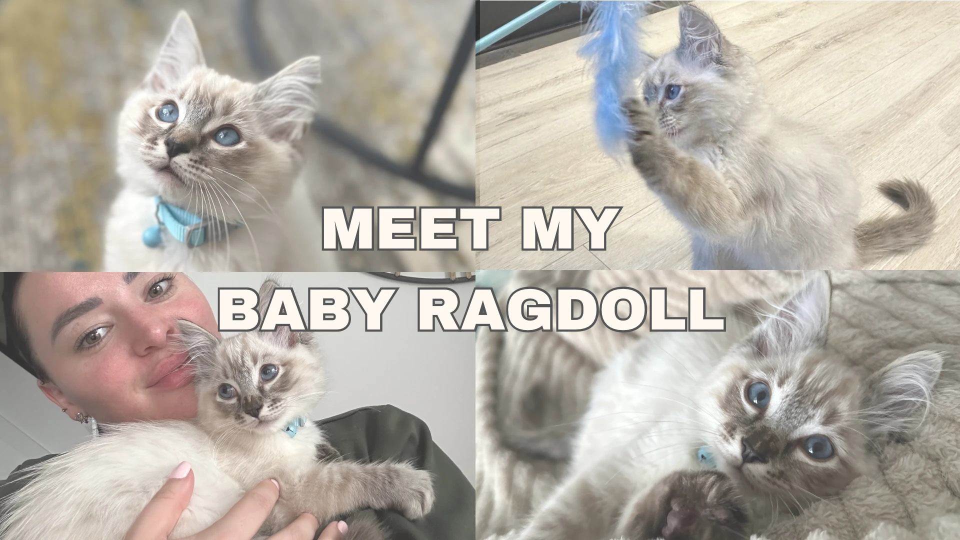 Meet My Baby Ragdoll