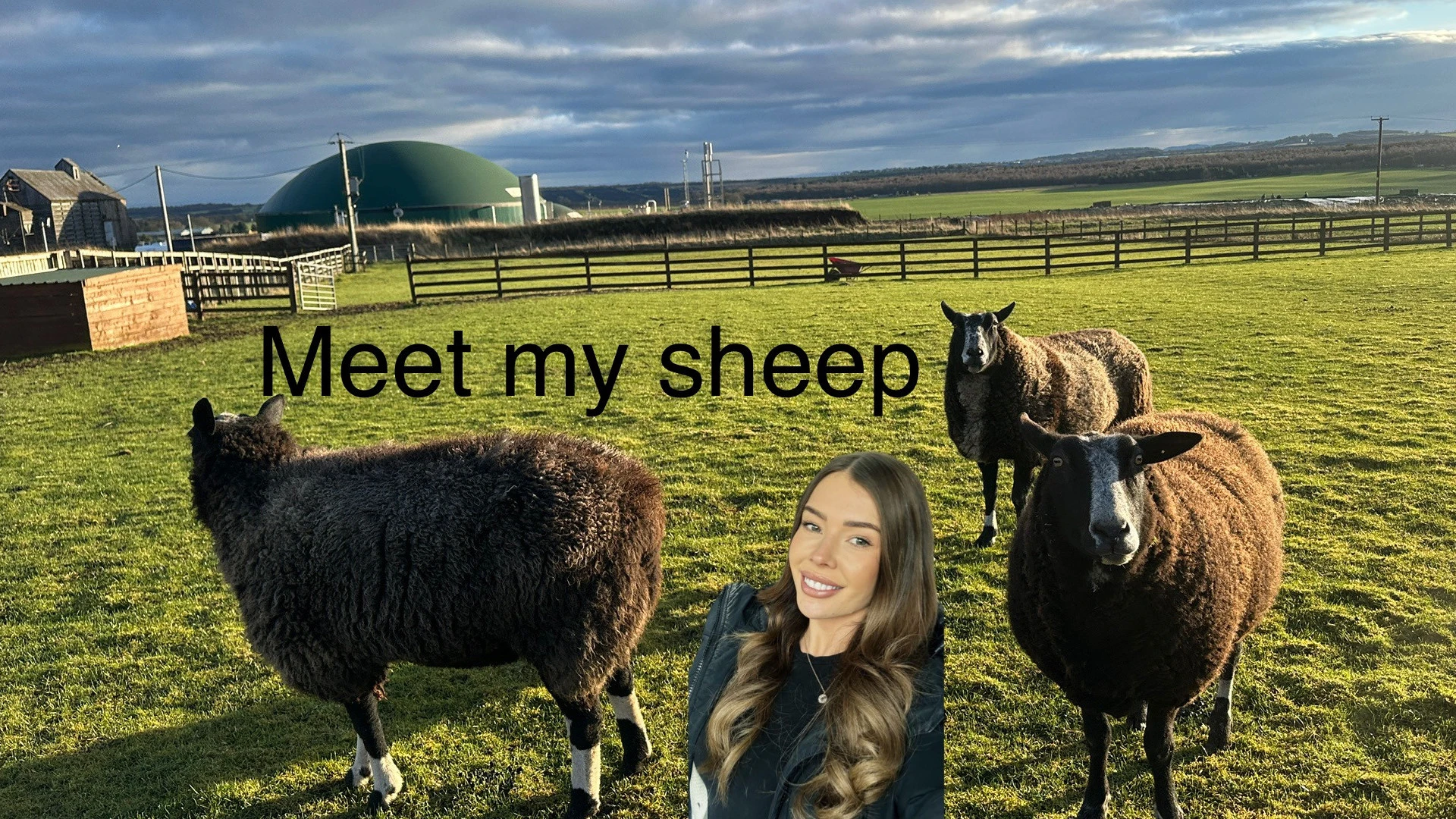 Meet My Sheep
