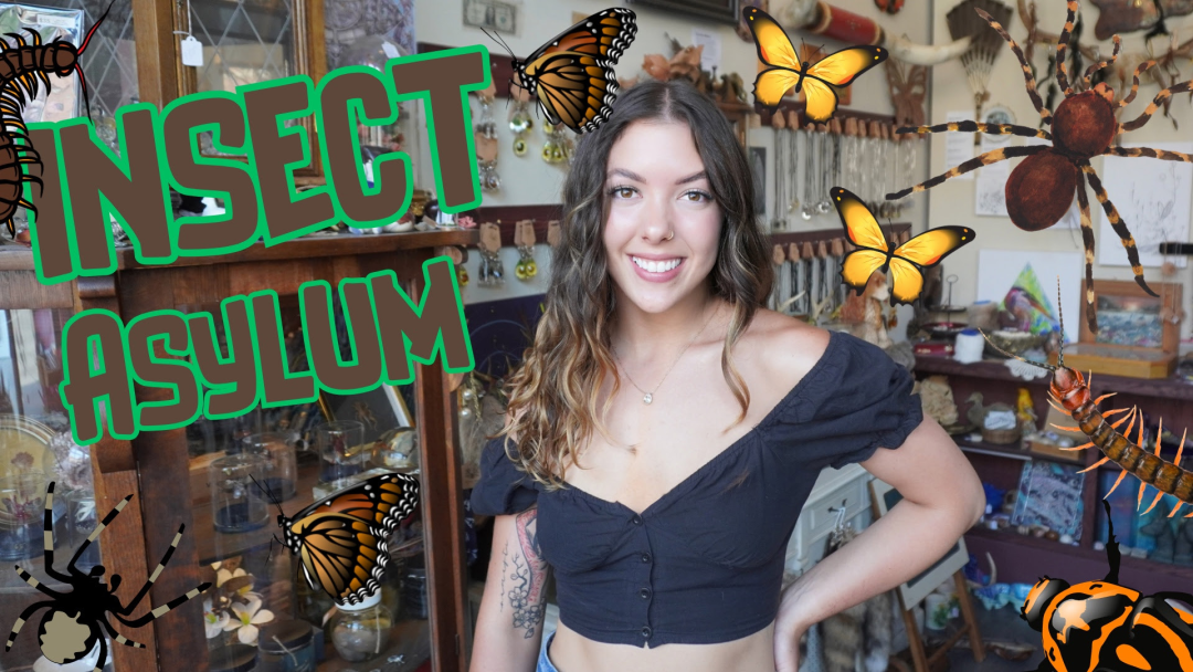 Insect Asylum