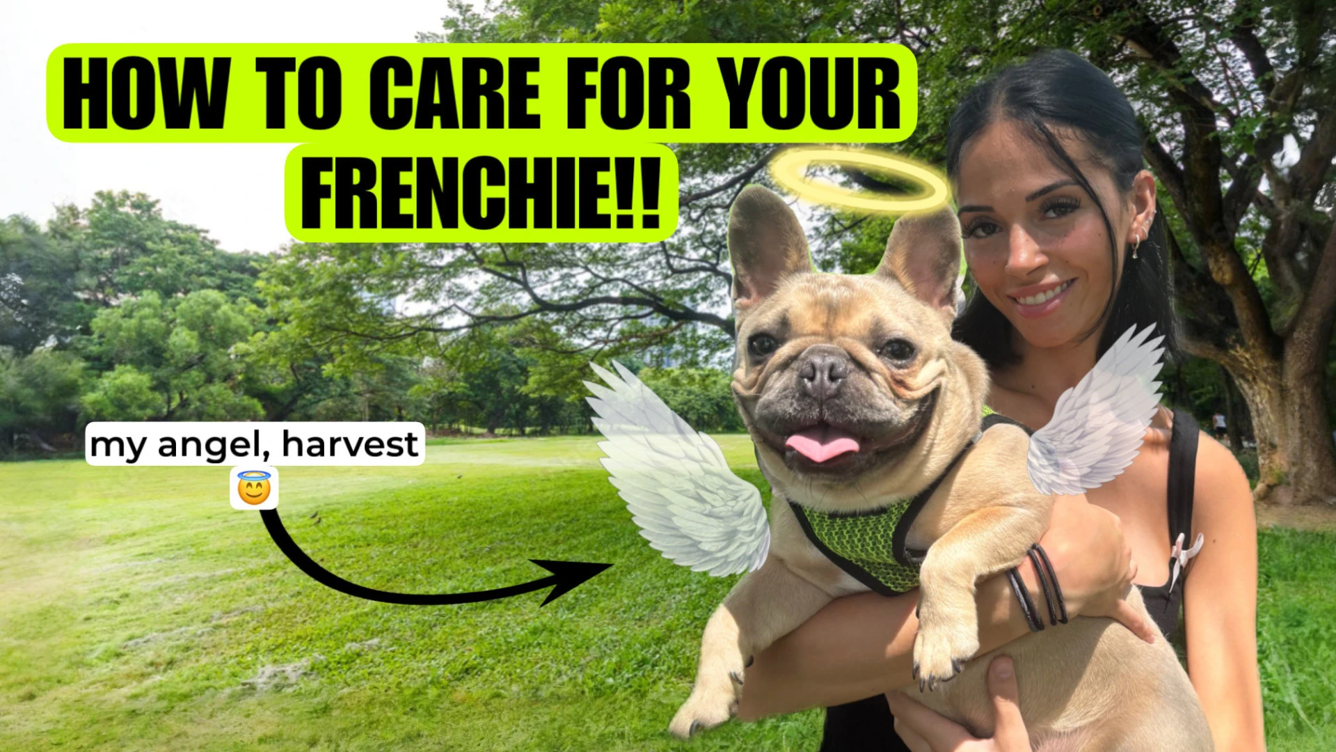 How-To Care for Your Frenchie!!